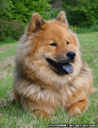 Eurasier Hunde Foto 13099 Eurasier Herrchen meint, ich würde majestätisch im Gras liegen....
