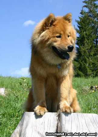 Eurasier Hunde Foto 12807 Eurasier Bella Luna, Eurasierhündin