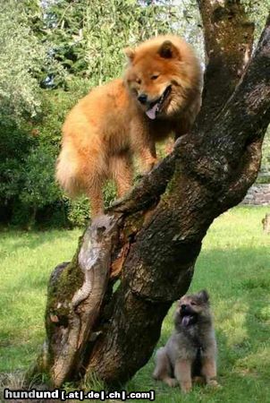 Eurasier Hunde Foto 12808 Eurasier Eurasierhündin Bella Luna mit Welpenfreund