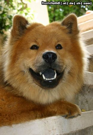 Eurasier Hunde Foto 12909 Eurasier Eurasierin Bella Luna vom Tal der Raben
