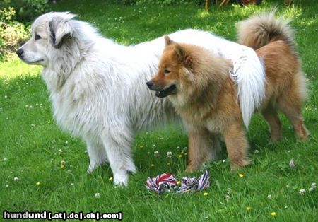 Eurasier Hunde Foto 12810 Eurasier Eurasierhündin Bella Luna Arm in Arm mit Pyrenäenberghund-Freundin Cleo