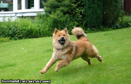 Eurasier Bella Luna vom Tal der Raben beim Spiel