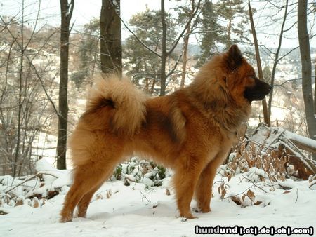 Eurasier Eurasierrüde Barny vom Hölscherhof, 21 Monate