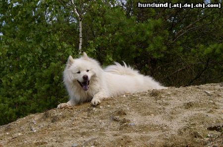 Eurasier Hunde Foto 24043 Eurasier Hilda vom Emstal