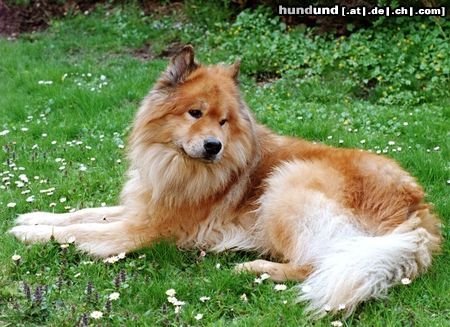 Eurasier Hunde Foto 5334 Eurasier Zanto von Aetzrüti