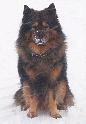 Eurasier Aiello von Asgard im Schnee