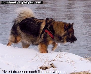 Eurasier Ylvi (8. Trächtigkeitswoche)