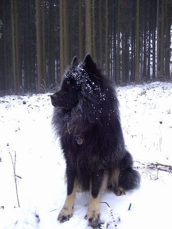 Eurasier Hunde Foto 28174 Eurasier Arass v. Bodenseeblick
