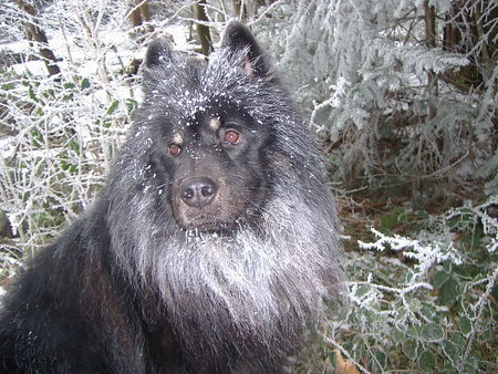 Eurasier Hunde Foto 28173 Eurasier Arass v. Bodenseeblick