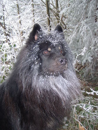Eurasier Arass v. Bodenseeblick, CH