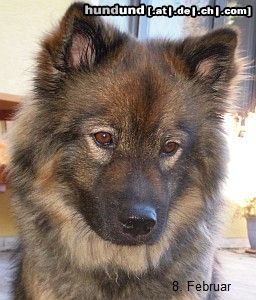 Eurasier Zuchthündin Balder-Balder YLVI Stormfare (Eurasier von Arrasino-Austria)