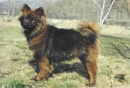 Eurasier Hunde Foto 29294 Eurasier Agi vom Schneegraben