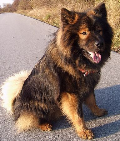Eurasier Hunde Foto 27412 Eurasier Akela vom Valentinschlössel