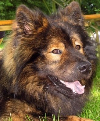 Eurasier Hunde Foto 32809 in höherer Auflösung ansehen Eurasier Akela vom Valentinschlössel