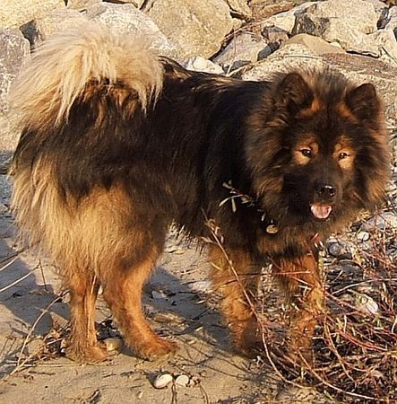 Eurasier Hunde Foto 27413 Eurasier Eurasierrüde Akela vom Valentinschlössel