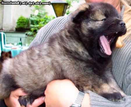 Eurasier Hunde Foto 12770 Eurasier Akira vom Valentinschlössel - 5 Wo