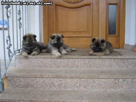 Eurasier Hunde Foto 25898 in höherer Auflösung ansehen Eurasier Die 3 Jungs von der Gänseweide bewachen das Haus