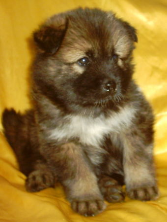 Eurasier Amy vom Zauberwald