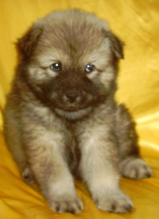 Eurasier Anatevka vom Zauberwald