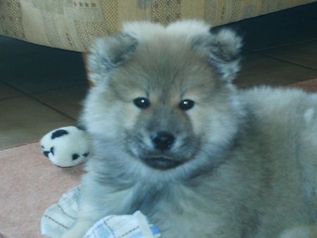Eurasier Hunde Foto 30548 Eurasier Anukis 10 Wochen