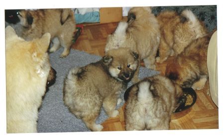 Eurasier Hunde Foto 30549 Eurasier Anukis 7 Wochen