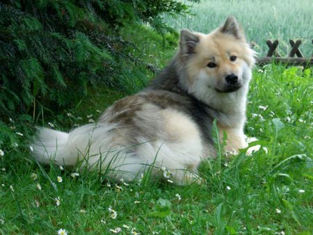 Eurasier Eurasier Hündin