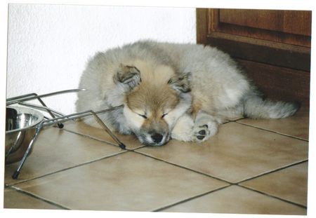 Eurasier Hunde Foto 30551 Eurasier Anukis macht Nickerchen