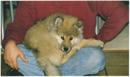 Eurasier Hunde Foto 30554 Eurasier Anukis: hier gefällt es mir