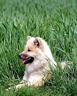 Eurasier Hunde Foto 36290 Eurasier Anukis im Frühling 2006