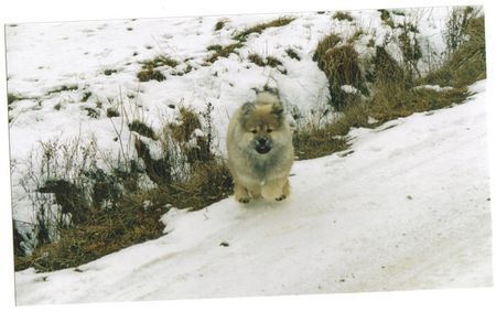 Eurasier Hunde Foto 30550 Eurasier Anukis von den Wassernixen