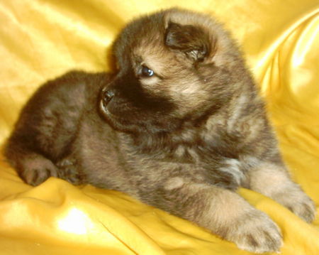 Eurasier Hunde Foto 27836 in höherer Auflösung ansehen Eurasier Anuschka vom Zauberwald