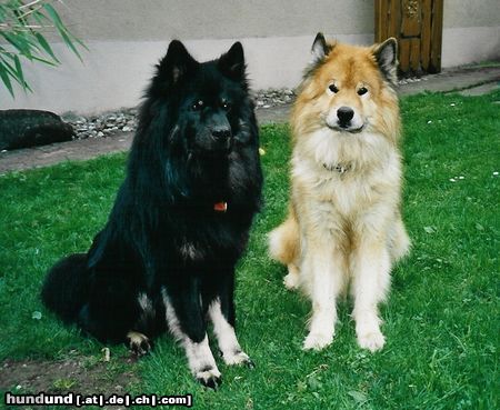 Eurasier Hunde Foto 5329 Eurasier ...wenn der Vater mit dem Sohne, Zanto&Arass