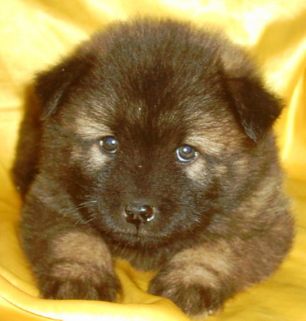 Eurasier Hunde Foto 27837 in höherer Auflösung ansehen Eurasier Aragon vom Zauberwald