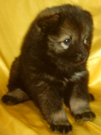 Eurasier Hunde Foto 27838 in höherer Auflösung ansehen Eurasier Aranka vom Zauberwald