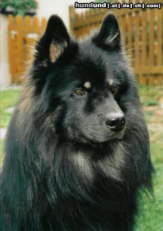 Eurasier Hunde Foto 5327 Eurasier Eurasier-Rüde, Arass vom Bodensee-Blick 14 Mt.