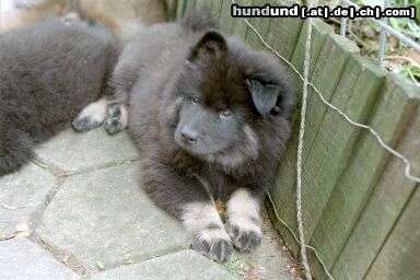 Eurasier Hunde Foto 5330 Eurasier Arass vom Bodensee-Blick, 9,5 Wo