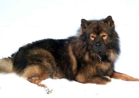 Eurasier Hunde Foto 1848 Eurasier