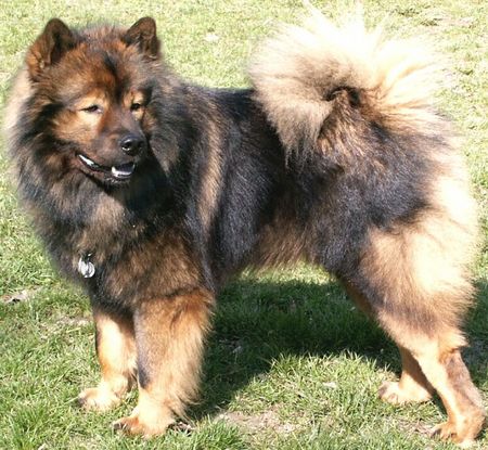 Eurasier Hunde Foto 1029 Eurasier Österr.Deckrüde