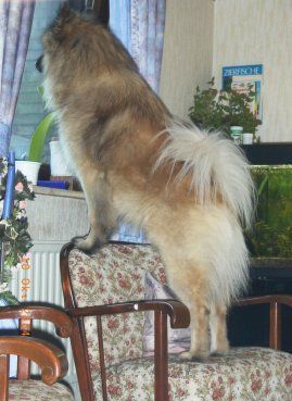 Eurasier Hunde Foto 32759 in höherer Auflösung ansehen Eurasier Asko guck aus