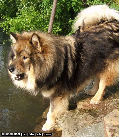 Eurasier Hunde Foto 21995 in höherer Auflösung ansehen Eurasier Eurasier Atreju (ECA)