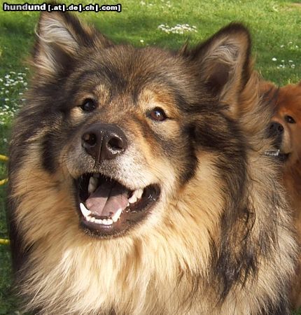 Eurasier Hunde Foto 21996 in höherer Auflösung ansehen Eurasier Atreju vom Valentinschlössel
