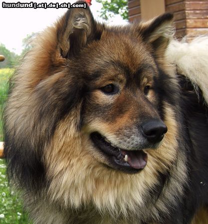 Eurasier Hunde Foto 21994 Eurasier Atreju - 11 Monate