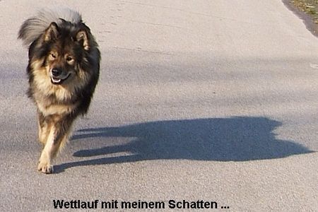 Eurasier Hunde Foto 27414 Eurasier Ich bin fast schneller als mein Schatten ... :-)))