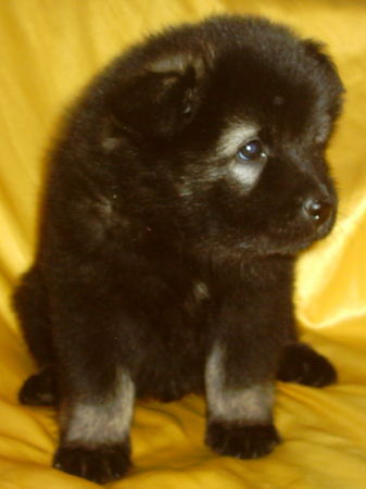 Eurasier Hunde Foto 27839 in höherer Auflösung ansehen Eurasier Attila vom Zauberwald