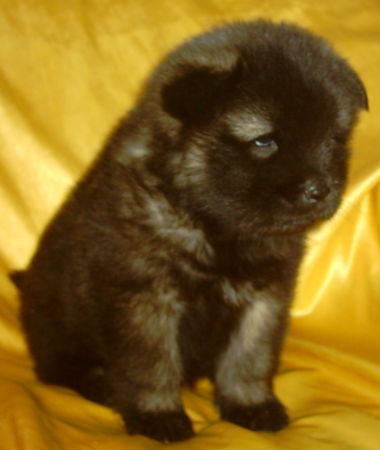 Eurasier Hunde Foto 27840 in höherer Auflösung ansehen Eurasier Avalon vom Zauberwald