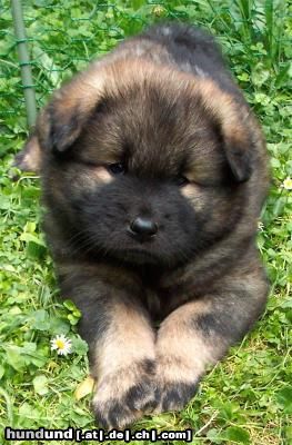 Eurasier Hunde Foto 12769 Eurasier Ayana vom Valentinschlössel - 5 Wo