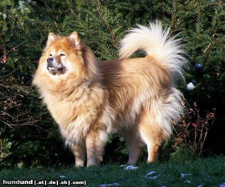 Eurasier Eurasier-Hündin