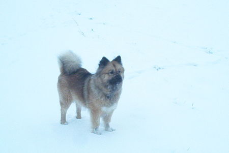 Eurasier Hunde Foto 27833 Eurasier Eileen von den kleinen Wilden im Schnee