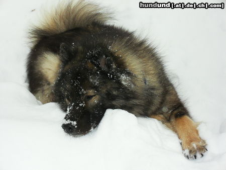 Eurasier Eurasier im Schnee