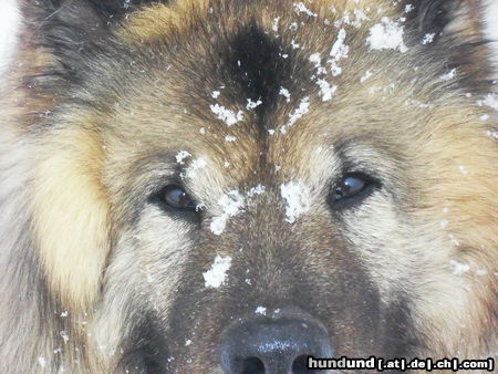 Eurasier Eurasier im Schnee